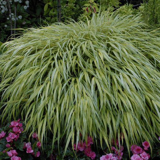 A large clump of 'Aureola' Japanese Forest Grass (Hakonechloa), with long, arching green and yellow striped leaves, grows in a garden filled with pink flowers and vibrant green foliage - Photo Courtesy of Walters Gardens, Inc.