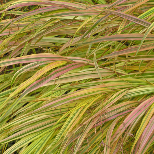 Long, narrow blades of 'Aureola' Japanese Forest Grass (Hakonechloa) in green, yellow, and pinkish-red overlap to form a dense, textured pattern of delicate, arching leaves - Photo Courtesy of Walters Gardens, Inc.