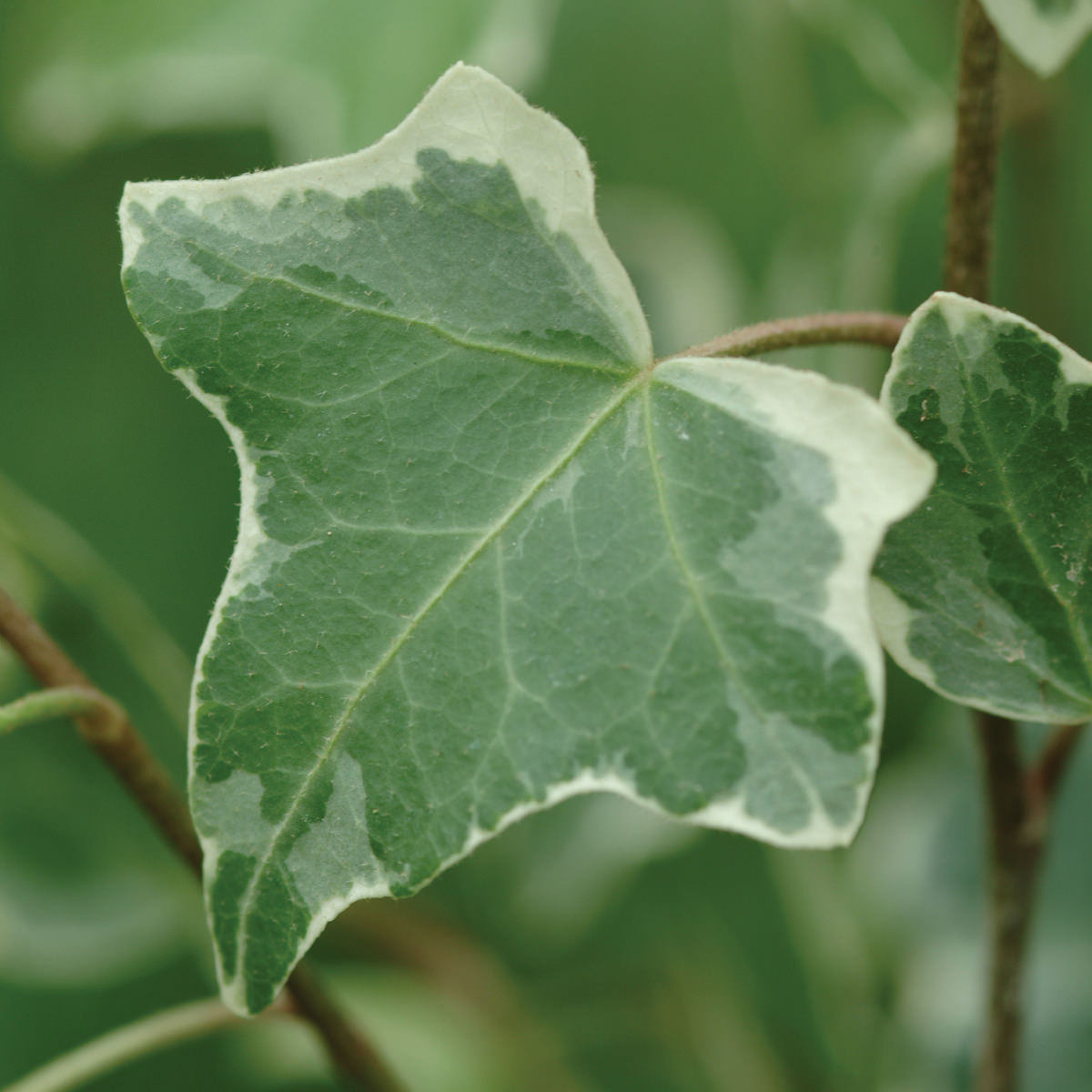 A close-up of Glacier Ivy (Hedera) shows creamy white-edged leaves with visible veins, set against a blurred green background - Photo Courtesy of Ball Horticulture, Inc.