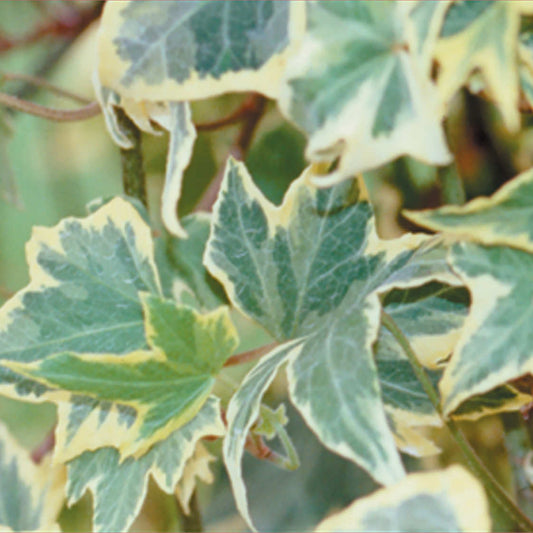 Close-up of Yellow Ripple Ivy (Hedera), featuring green leaves with creamy yellow edges, pointed lobes, and a glossy texture - Photo Courtesy of Proven Winners, Inc.