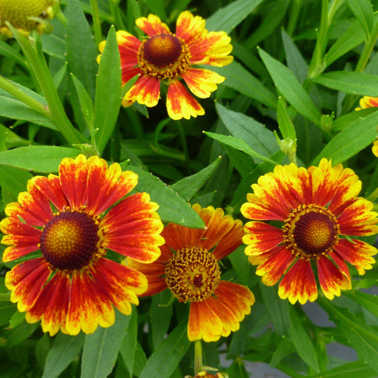 Four Salud™ Embers Sneezeweed (Helenium) flowers with daisy-like blooms with mostly red petals, yellow tips, and brown centers amid green leaves - Photo Courtesy of Ball Horticulture, Inc.
