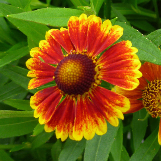 Close-up of a vibrant Salud™ Embers Sneezeweed (Helenium) displays red petals with yellow tips and a dark center, surrounded by green leaves. Another similar bloom appears in the background - Photo Courtesy of Ball Horticulture, Inc.