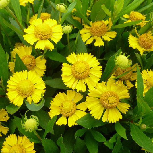 Salud™ Yellow Sneezeweed (Helenium) features bright yellow daisy-like flowers with fringed petals and rounded centers, surrounded by green leaves - Photo Courtesy of Ball Horticulture, Inc.