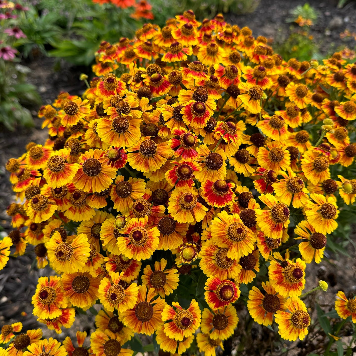 A top-down view of vibrant yellow and orange Salud™ Embers Sneezeweed (Helenium) with brown centers blooms outdoors in a pollinator garden, surrounded by other flowers and lush green foliage - Photo Property of Garden Crossings LLC.