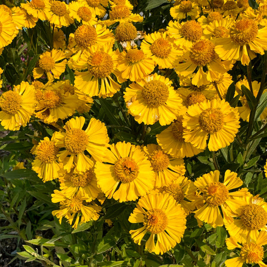 Salud™ Yellow Sneezeweed (Helenium) features bright yellow flowers with round, textured centers and ray-like petals, surrounded by green foliage in sunlight - Photo Property of Garden Crossings LLC.
