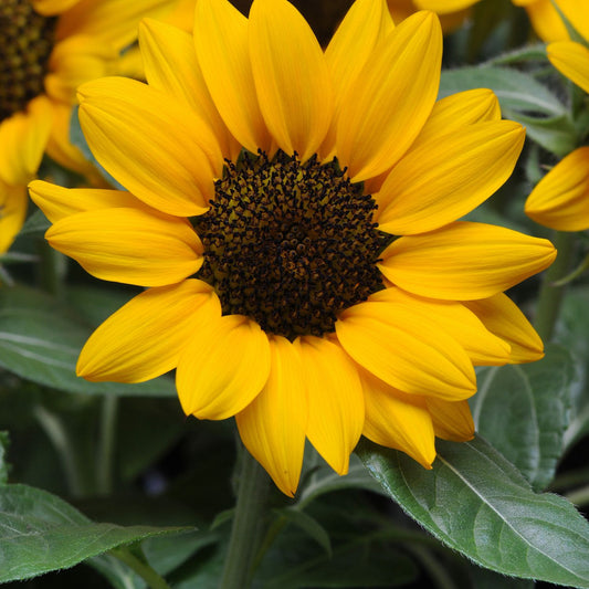A close-up of a bright yellow sunflower with a dark brown center, surrounded by green leaves and other blurred sunflowers in the background. - Photo Courtesy of Ball Horticulture, Inc.