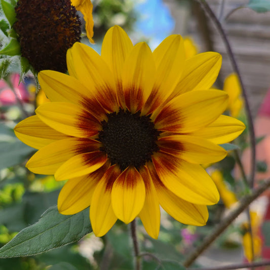 Suncredible® Saturn™ Sunflower (Helianthus) - Photo Property of Garden Crossings LLC