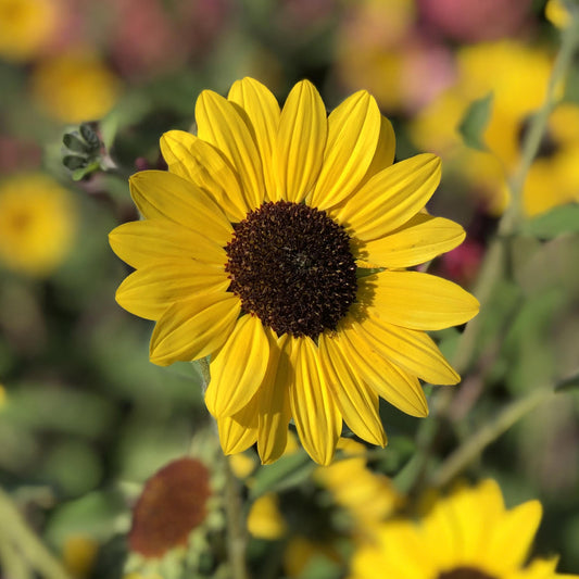A vibrant Suncredible® Yellow Sunflower (Helianthus) with a dark brown center stands out among green leaves and blurred yellow blooms - Photo Property of Garden Crossings LLC.