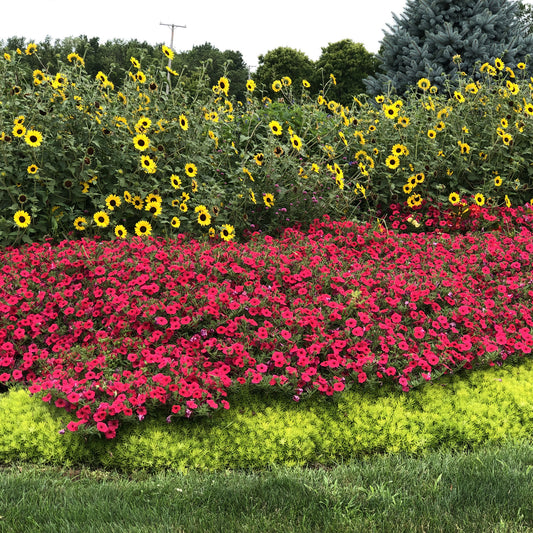 Suncredible® Yellow Sunflower (Helianthus) - Photo Property of Garden Crossings LLC