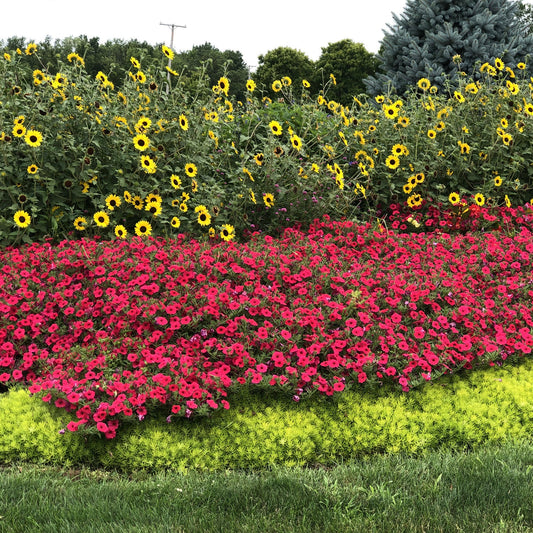A vibrant garden bed highlights a row of Suncredible® Yellow Sunflower (Helianthus) in the back; vivid pink flowers in the middle; and lush green plants in front, against trees and shrubs - Photo Property of Garden Crossings LLC.