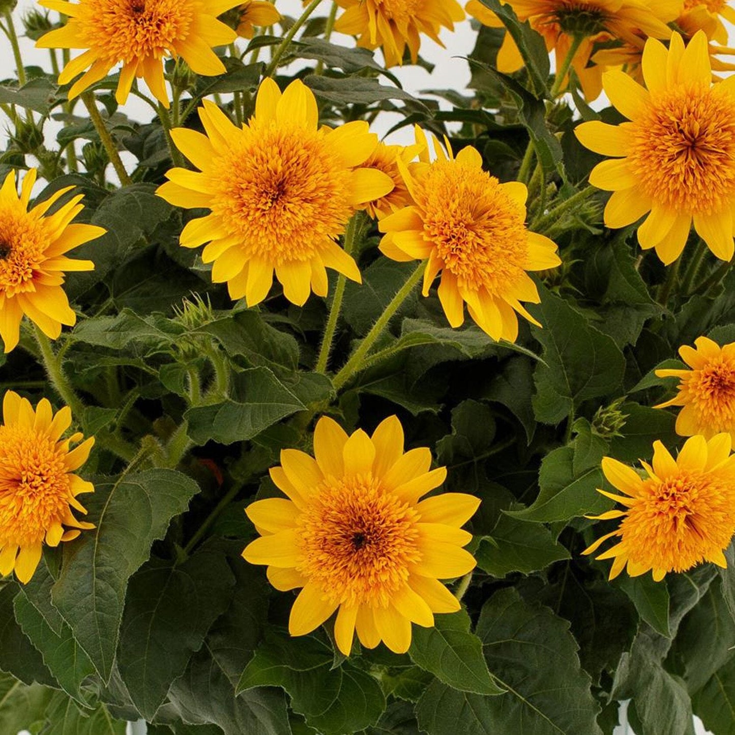 A cluster of vibrant Sunfinity® Double Yellow Sunflower (Helianthus) blooms with bold petals and lush green leaves against a light background - Photo Courtesy of Ball Horticulture, Inc.