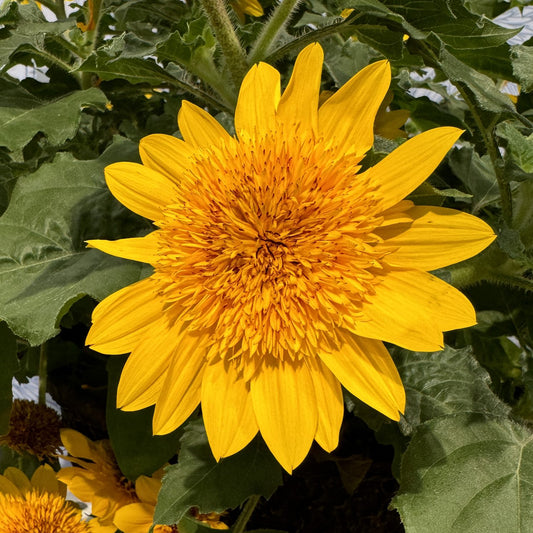 Sunfinity® Double Yellow Sunflower (Helianthus) - Photo Property of Garden Crossings LLC