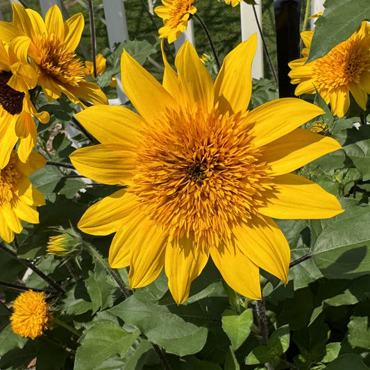 Sunfinity® Double Yellow Sunflower (Helianthus) - Photo Property of Garden Crossings LLC
