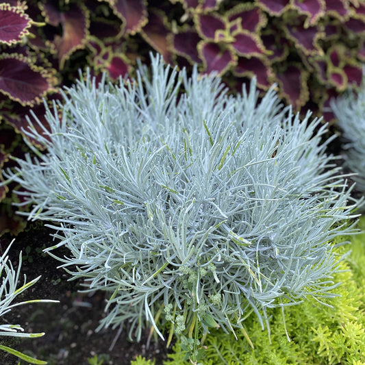 Close-up of an Icicles Licorice Plant (Helichrysum) with silvery, spiky foliage grows in a garden bed, surrounded by lush green plants and purple leaves edged in yellow-green - Photo Property of Garden Crossings LLC.