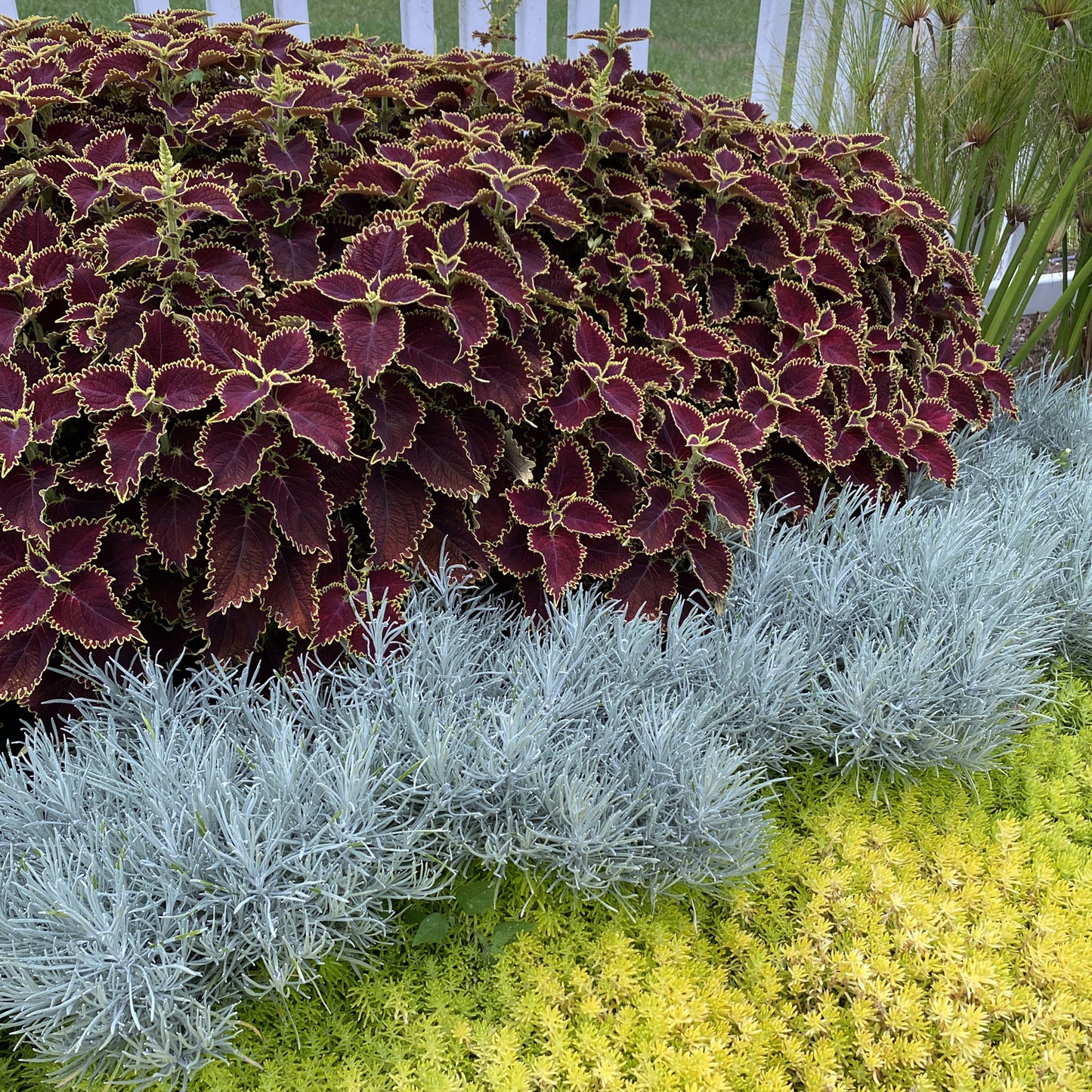 Icicles Licorice Plant (Helichrysum) - Photo Property of Garden Crossings LLC