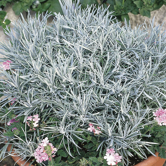 A potted Icicles Licorice Plant (Helichrysum) displays dense, narrow silvery foliage with soft, feathery texture and a few small pink flowers along the edges, accented by surrounding green leaves - Photo Courtesy of Proven Winners, Inc. Decorative pot not included.