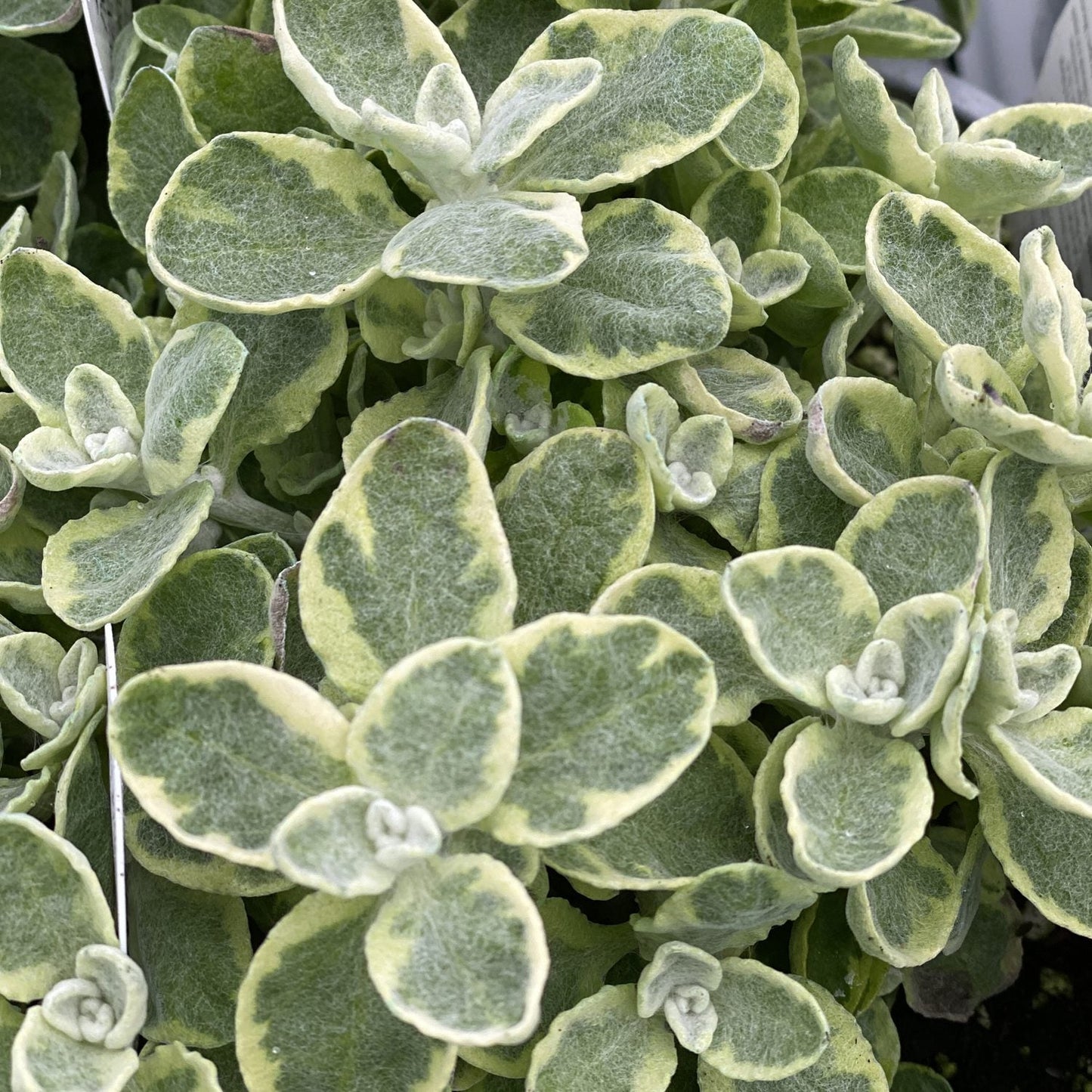 Close-up of densely packed, fuzzy green leaves with creamy white edges on the Licorice Splash Licorice Plant (Helichrysum), an ornamental known for its variegated foliage and drought tolerance - Photo Property of Garden Crossings LLC.