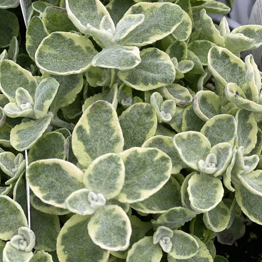 Close-up of densely packed, fuzzy green leaves with creamy white edges on the Licorice Splash Licorice Plant (Helichrysum), an ornamental known for its variegated foliage and drought tolerance - Photo Property of Garden Crossings LLC.