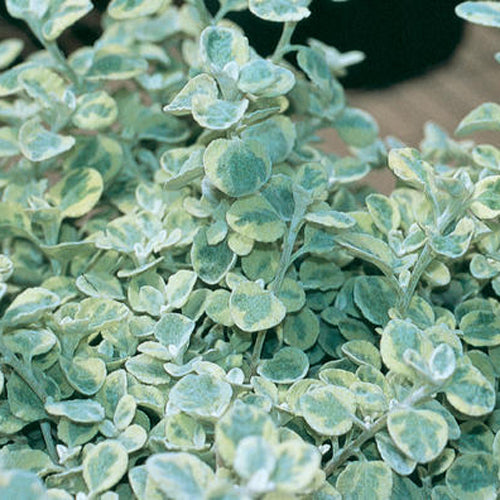 Close-up of dense, soft, round leaves with a silvery-green hue and velvety texture—hallmarks of the Licorice Splash Licorice Plant (Helichrysum) - Photo Courtesy of Proven Winners, Inc.