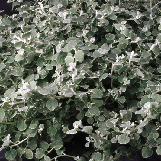The White Licorice Licorice Plant (Helichrysum) features dense clusters of small, silvery-white, fuzzy oval leaves, creating a lush, soft ground cover with striking silver foliage - Photo Courtesy of Proven Winners, Inc.
