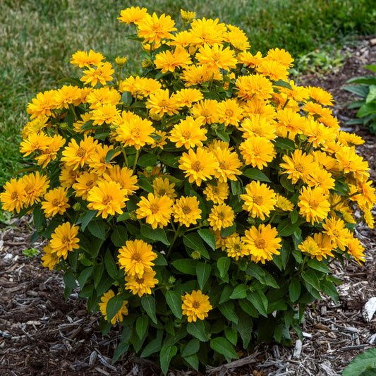 Athena Gold™ False Sunflower (Heliopsis) - Photo Courtesy of Walters Gardens, Inc.