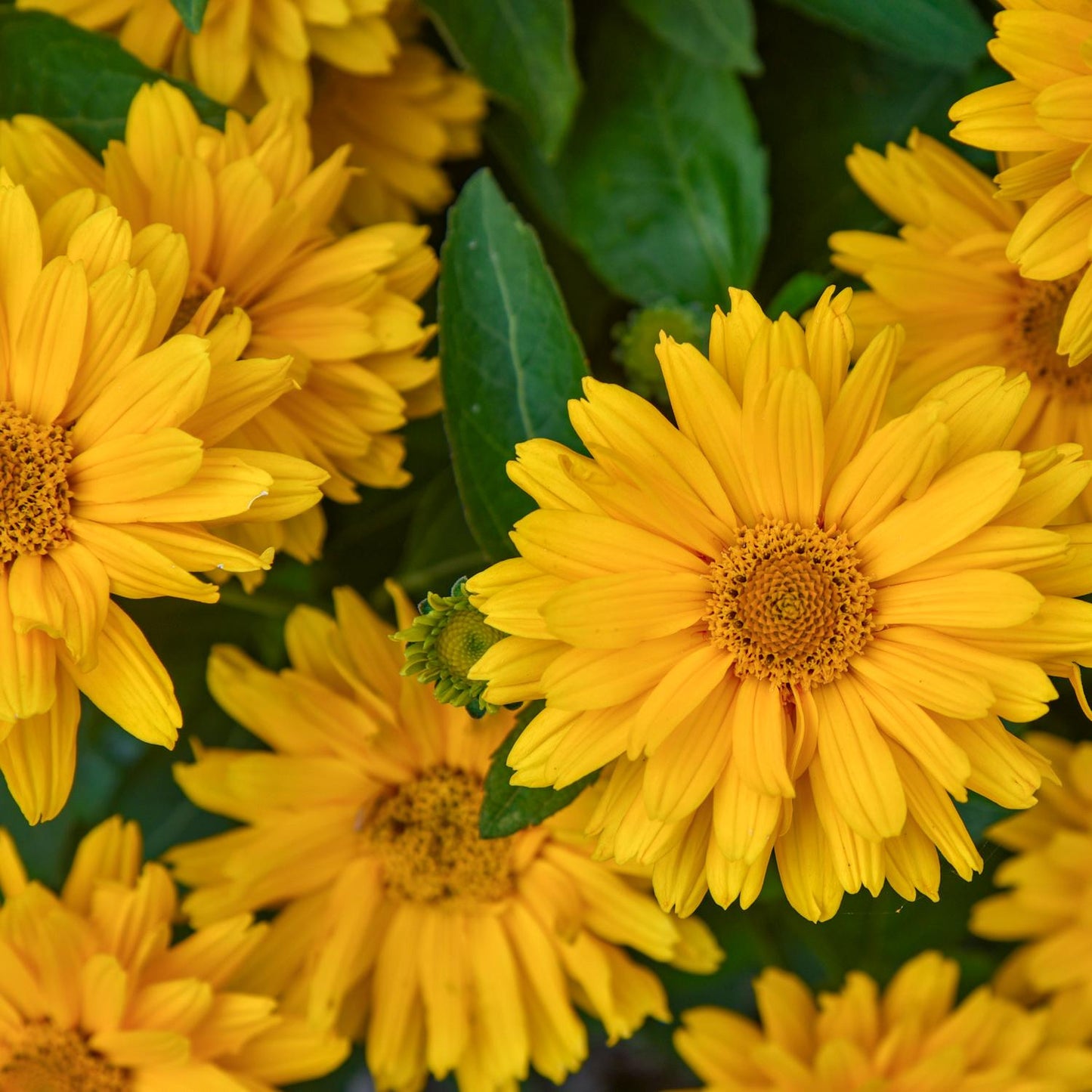 Close-up of Bright yellow daisy-like blooms of Athena Gold™ False Sunflower (Heliopsis), with lush green foliage, fill the frame with vibrant color and cheerful perennial charm - Photo Courtesy of Walters Gardens, Inc.