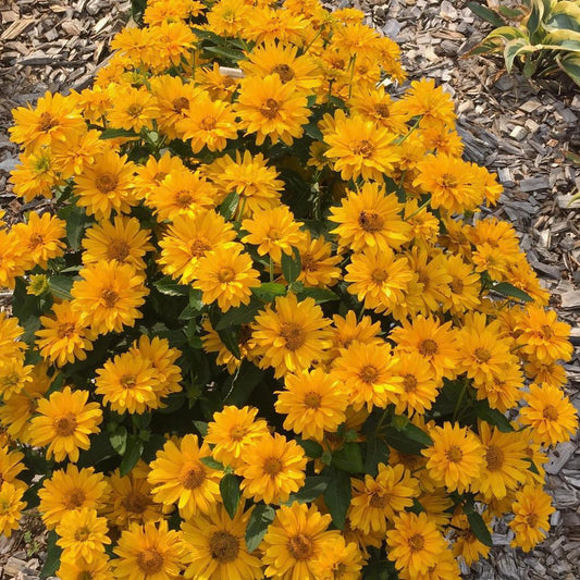 Athena Gold™ False Sunflower (Heliopsis) - Photo Courtesy of Walters Gardens, Inc.