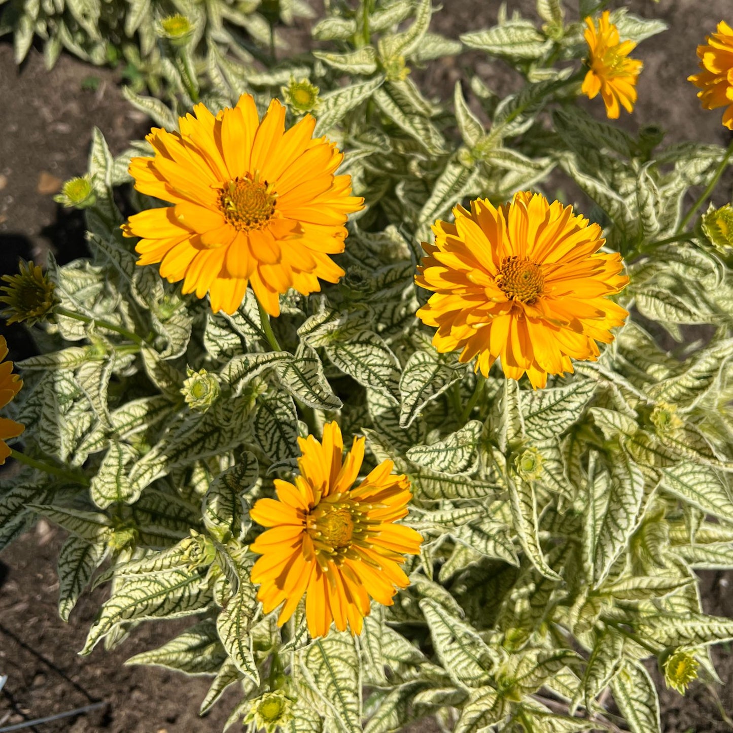 A top-down view of ‘Bit of Honey’ False Sunflower (Heliopsis) features bright orange-yellow layered blooms and variegated green and white foliage - Photo Property of Garden Crossings LLC.