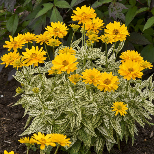Bit of Honey' False Sunflower (Heliopsis) - Photo Courtesy of Proven Winners, Inc.