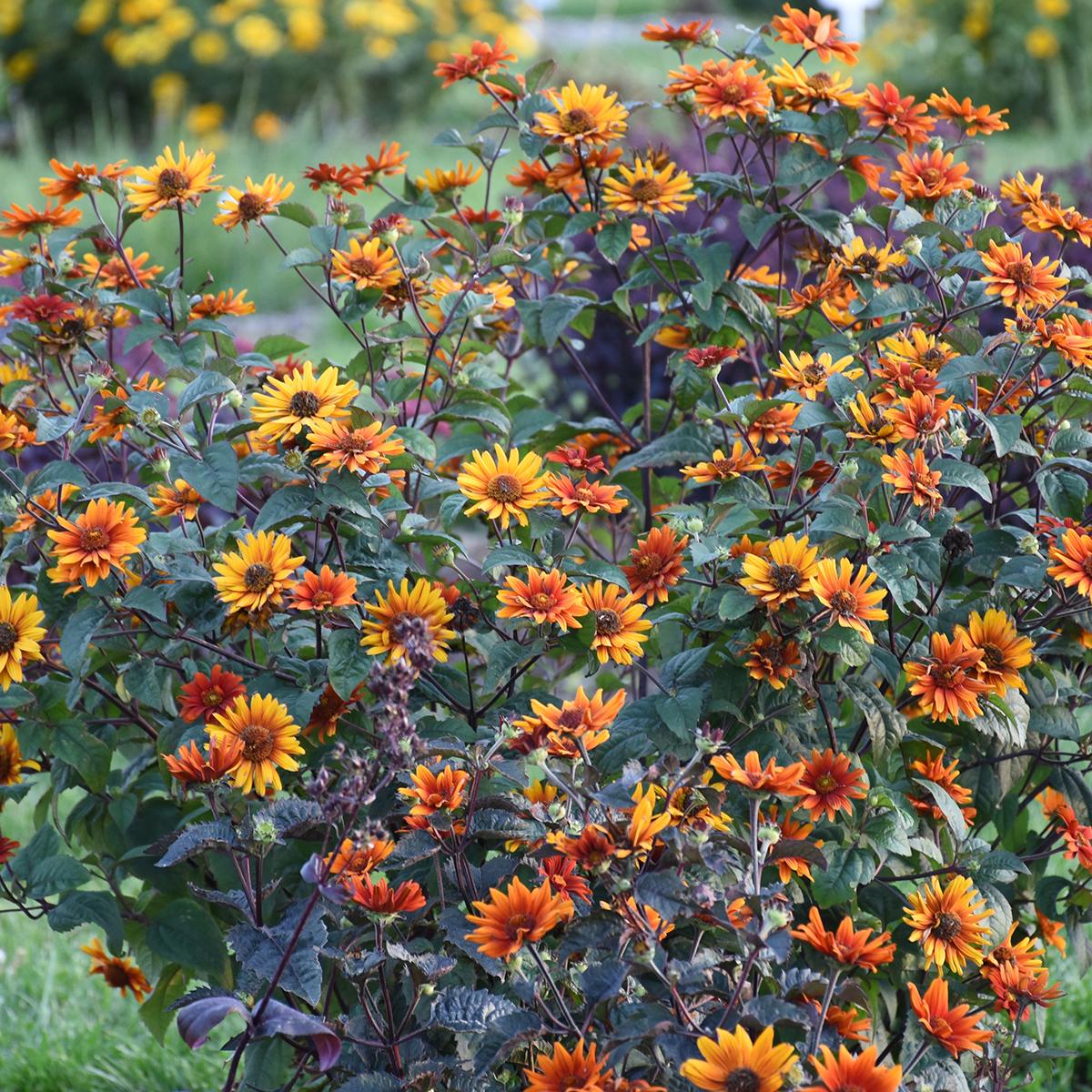Bleeding Hearts' False Sunflower (Heliopsis) features vibrant orange and yellow blooms with dark centers, bright green foliage, and is an ideal perennial for sunny borders and pollinator gardens - Photo Courtesy of Walters Gardens, Inc.