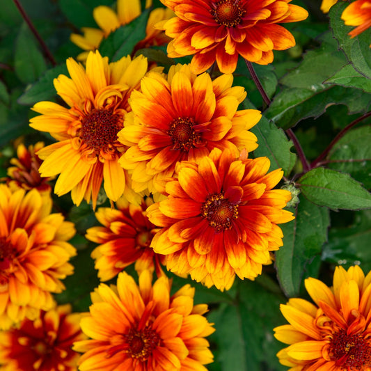 Close-up of clusters of bright orange and yellow, red-centered daisy-like blooms cover 'Forged in Fire' False Sunflower (Heliopsis) with vivid petals that contrast sharply against green leaves. Pollinator-friendly and eye-catching for gardens - Photo Courtesy of Walters Gardens, Inc.