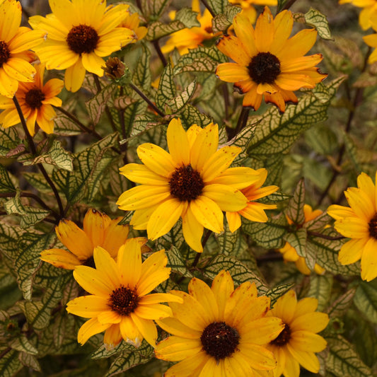 Close-up[ of a vibrant cluster of 'Touch of Blush' False Sunflower (Heliopsis) with bright yellow petals and dark centers blooms among green leaves, creating a lively and colorful display in the garden - Photo Courtesy of Walters Gardens, Inc.