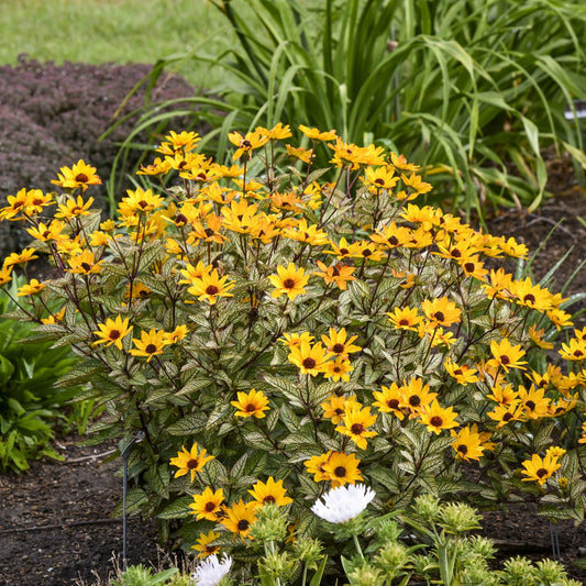 ‘Touch of Blush’ False Sunflower (Heliopsis), a bushy perennial with variegated green foliage and bright yellow daisy-like blooms, grows among other plants and greenery in a garden bed - Photo Courtesy of Walters Gardens, Inc.