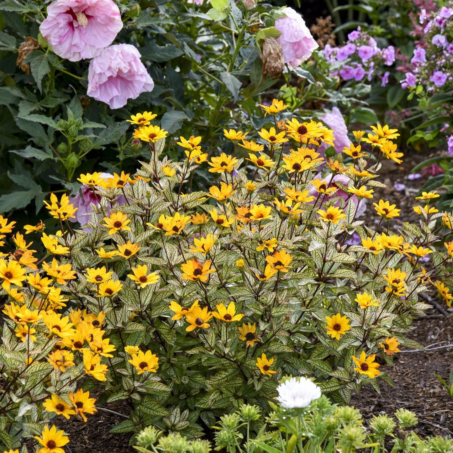 ‘Touch of Blush’ False Sunflower (Heliopsis) is a perennial with yellow blooms, dark centers, and variegated leaves, adding vibrant color among pink and purple flowers in lush green garden foliage - Photo Courtesy of Walters Gardens, Inc.