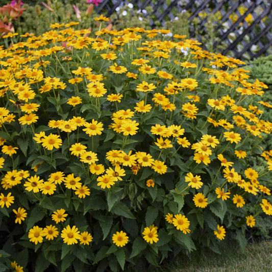 Tuscan Sun' False Sunflower (Heliopsis) - Photo Courtesy of Proven Winners, Inc.