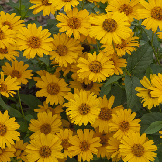 Tuscan Sun' False Sunflower (Heliopsis) - Photo Courtesy of Proven Winners, Inc.