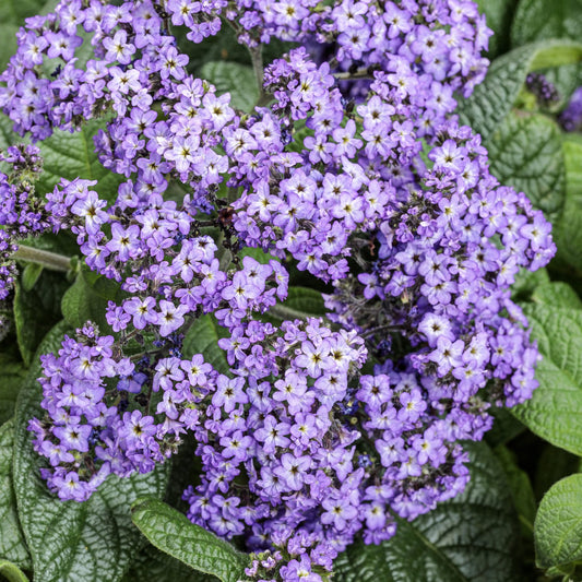Aromagica™ Purple Heliotrope (Heliotropium) - Photo Courtesy of Proven Winners, Inc.