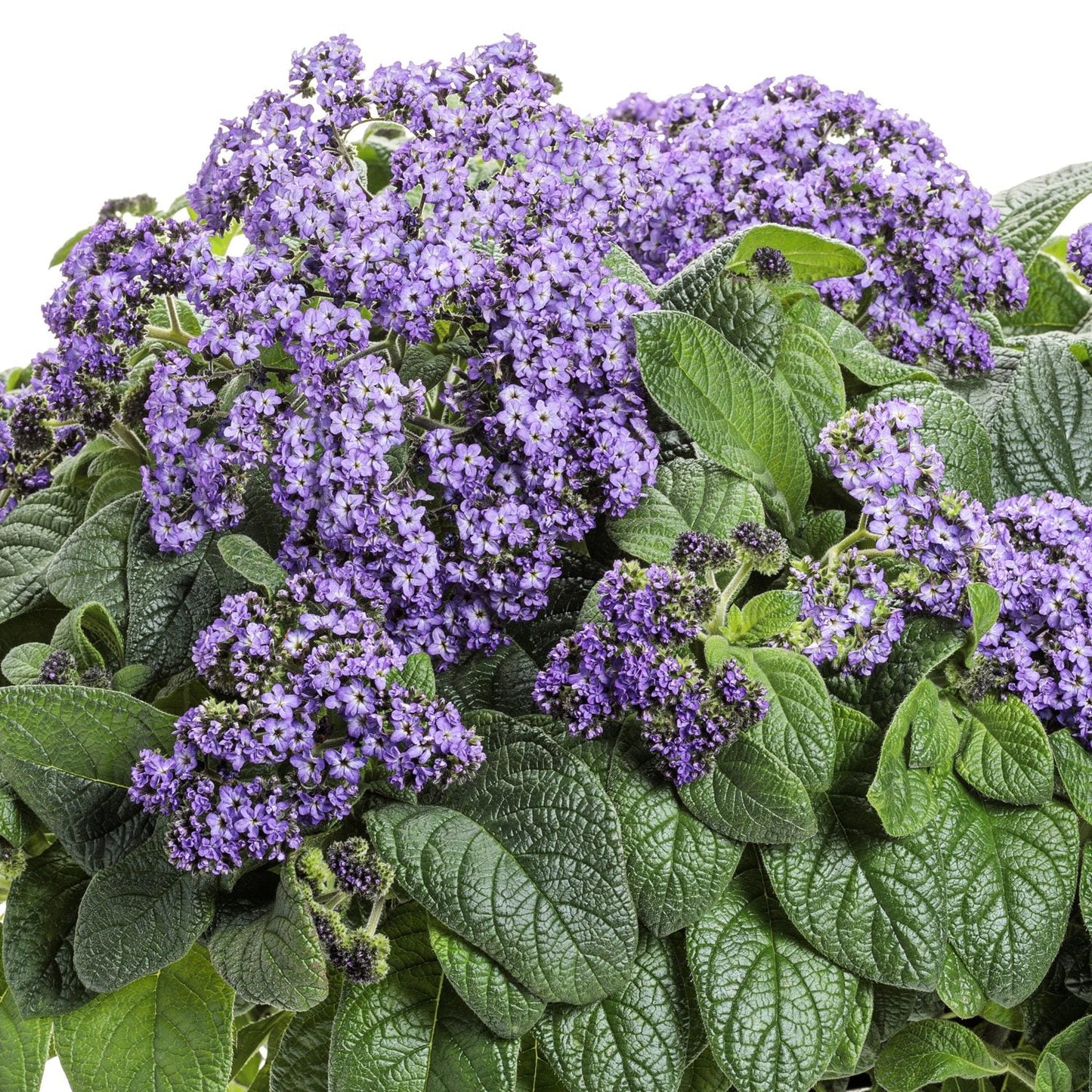 Aromagica™ Purple Heliotrope (Heliotropium) features fragrant purple blooms above dense green foliage, creating a vibrant display against a white background - Photo Courtesy of Proven Winners, Inc.