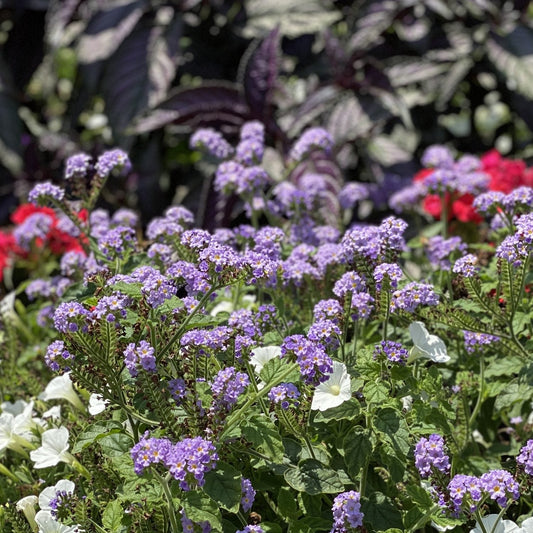 Small purple Augusta® Lavender Heliotrope (Heliotropium) flowers, white blooms, and green leaves fill the foreground, with dark purple foliage and red summer flowers blurred in the sunlit background - Photo Property of Garden Crossings LLC.