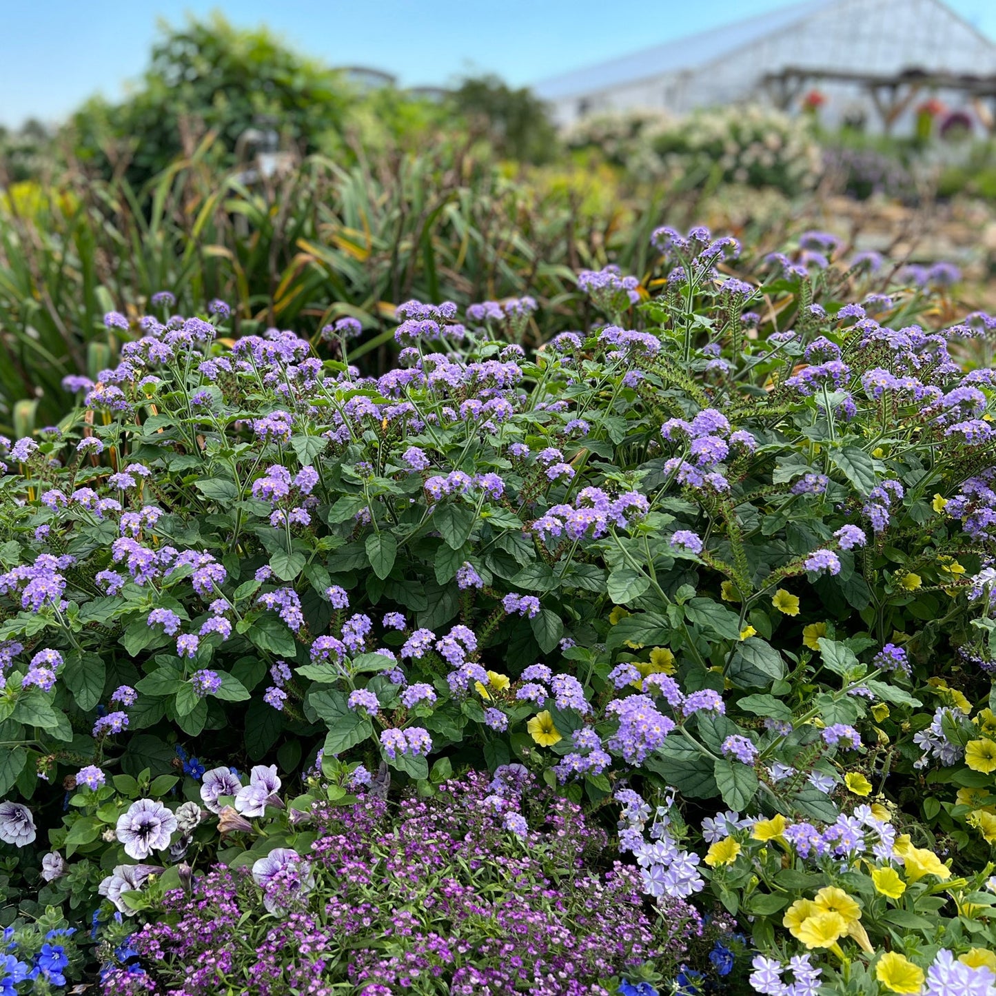 A vibrant garden bed showcases Augusta® Lavender Heliotrope (Heliotropium) with purple, yellow, and white summer blooms, lush green foliage, and a greenhouse in the background beneath a clear blue sky - Photo Property of Garden Crossings LLC.
