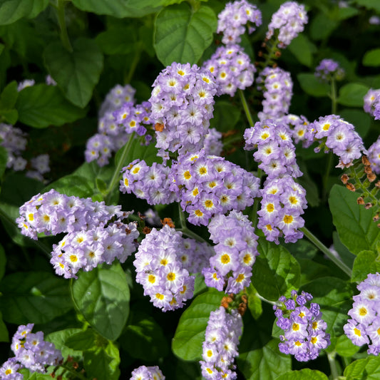 Augusta® Lavender Heliotrope (Heliotropium) - Photo Property of Garden Crossings LLC