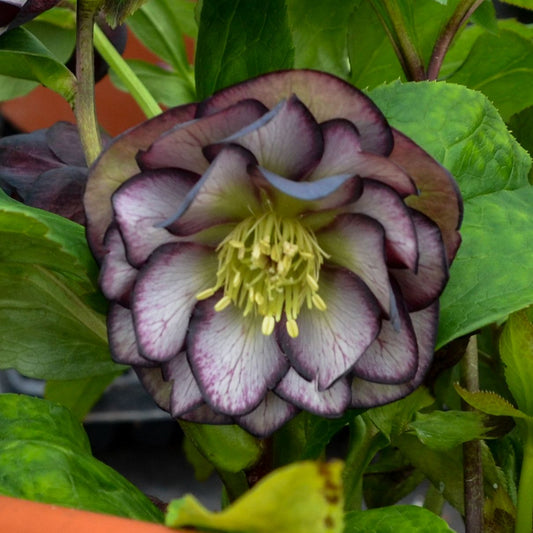 A close-up of Wedding Party® 'Black Tie Affair' Lenten Rose (Helleborus) shows pale double petals edged in purple with dark veins, green leaves, and yellow stamens - Photo Courtesy of Walters Gardens, Inc.