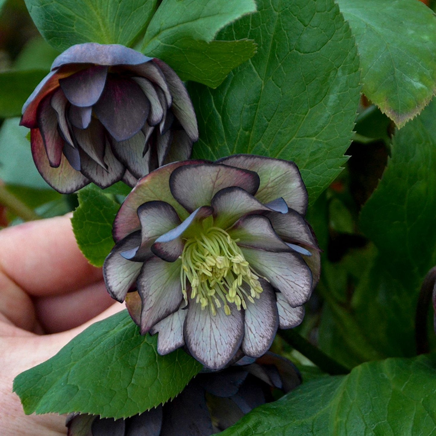 A hand holds the Wedding Party® 'Black Tie Affair' Lenten Rose (Helleborus), a shade perennial with green leaves and two layered dark purple and white flowers featuring showy yellow stamens - Photo Courtesy of Walters Gardens, Inc.