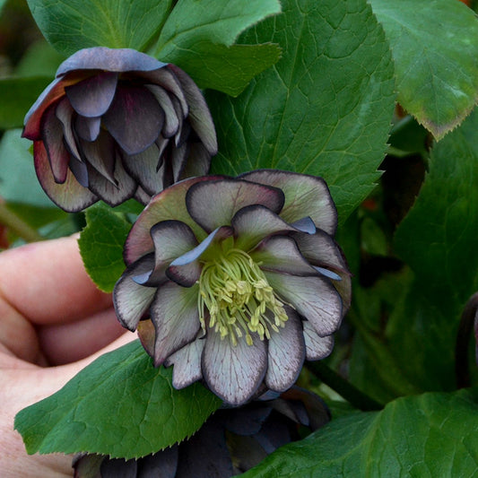A hand holds the Wedding Party® 'Black Tie Affair' Lenten Rose (Helleborus), a shade perennial with green leaves and two layered dark purple and white flowers featuring showy yellow stamens - Photo Courtesy of Walters Gardens, Inc.