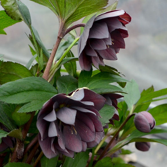 Wedding Party® 'Dashing Groomsman' Lenten Rose (Helleborus) - Photo Courtesy of Walters Gardens, Inc.