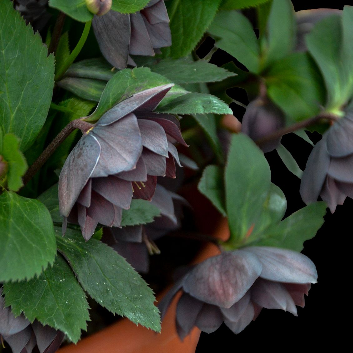 A close-up of Wedding Party® 'Dashing Groomsman' Lenten Rose (Helleborus) with double dark purple blooms and green leaves in a terracotta pot against a black background - Photo Courtesy of Walters Gardens, Inc. Decorative pot not included.