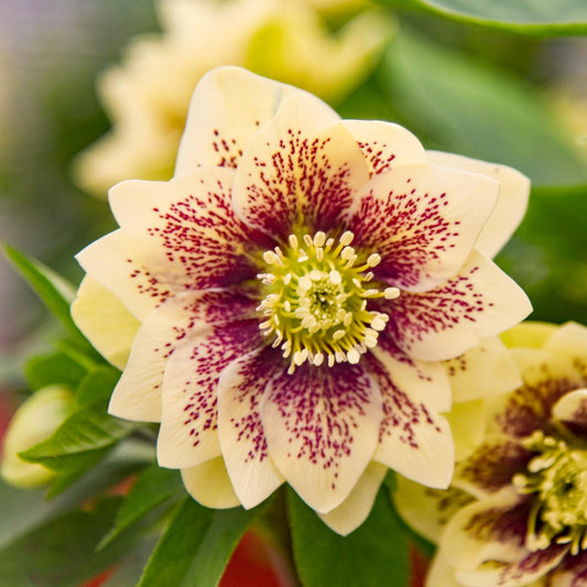 A close-up of Wedding Party® 'Father of the Bride' Lenten Rose (Helleborus) displays pale yellow petals with maroon speckles at the center, surrounded by lush green leaves - Photo Courtesy of Walters Gardens, Inc.
