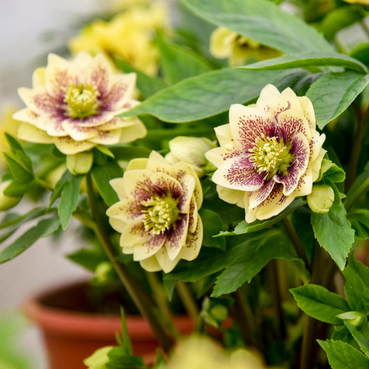 Close-up of pale yellow Wedding Party® 'Father of the Bride' Lenten Rose (Helleborus) flowers with purple-speckled centers and green leaves, growing in a pot - Photo Courtesy of Walters Gardens, Inc. Decorative pot not included.