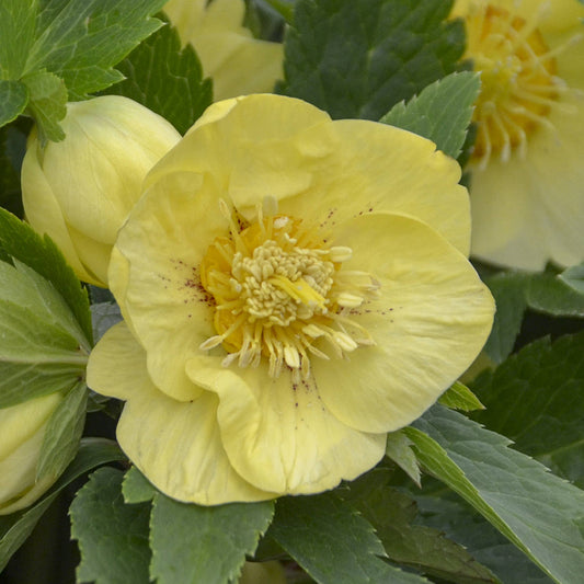 A close-up of a pale yellow Honeymoon® 'California Dreaming' Lenten Rose (Helleborus) with delicate petals, yellow stamens, and surrounded by green leaves and buds - Photo Courtesy of Walters Gardens, Inc.
