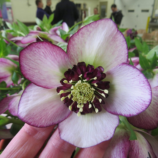 A close-up shows a person holding a Honeymoon® 'French Kiss' Lenten Rose (Helleborus) with pale purple petals, dark purple edges, and clustered white and dark purple stamens; the background has blurred people and shaded gardens - Photo Property of Garden Crossings LLC.